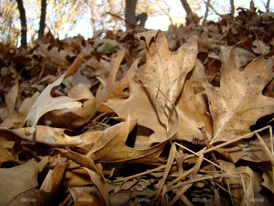 Leaves on the ground