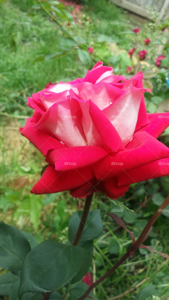 the rose . rose that's blooms in My garden always a beautiful  bloom