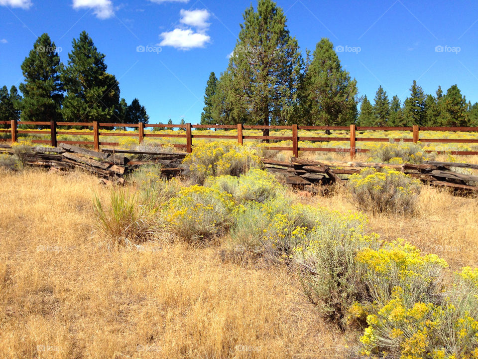 Golden rabbit brush with wooden fences and pine trees in Central Oregon on a beautiful fall day with sunny blue skies and fluffy white clouds. 