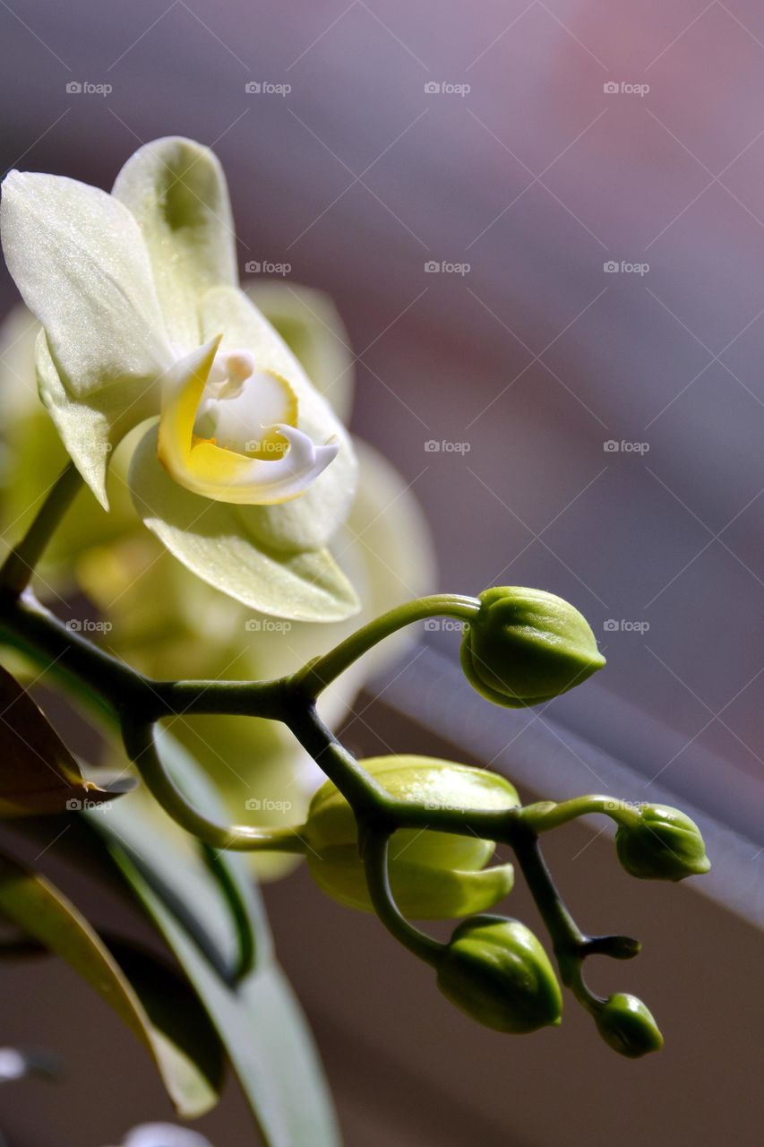 Close-up of flower