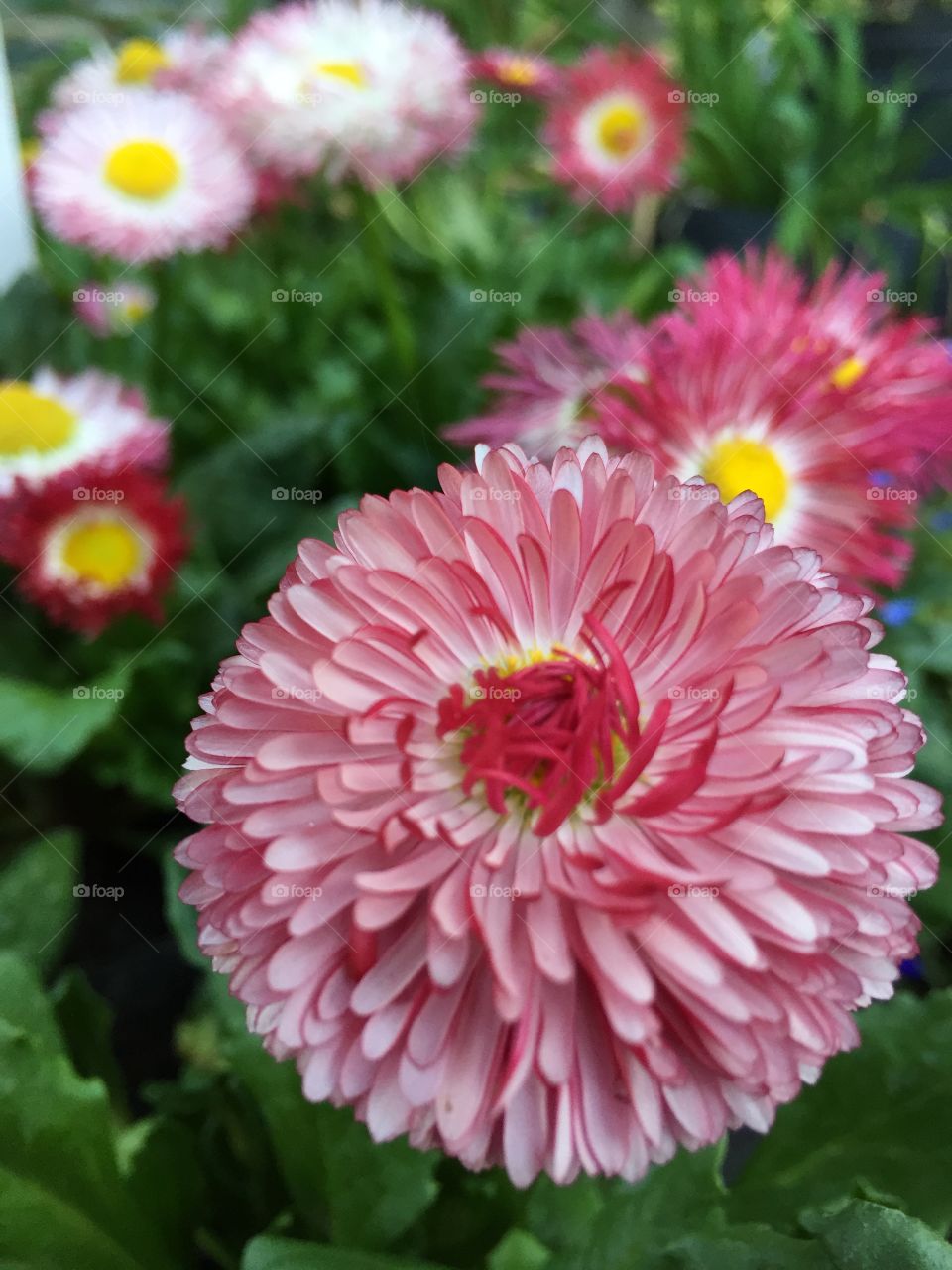 Close-up of flower in garden