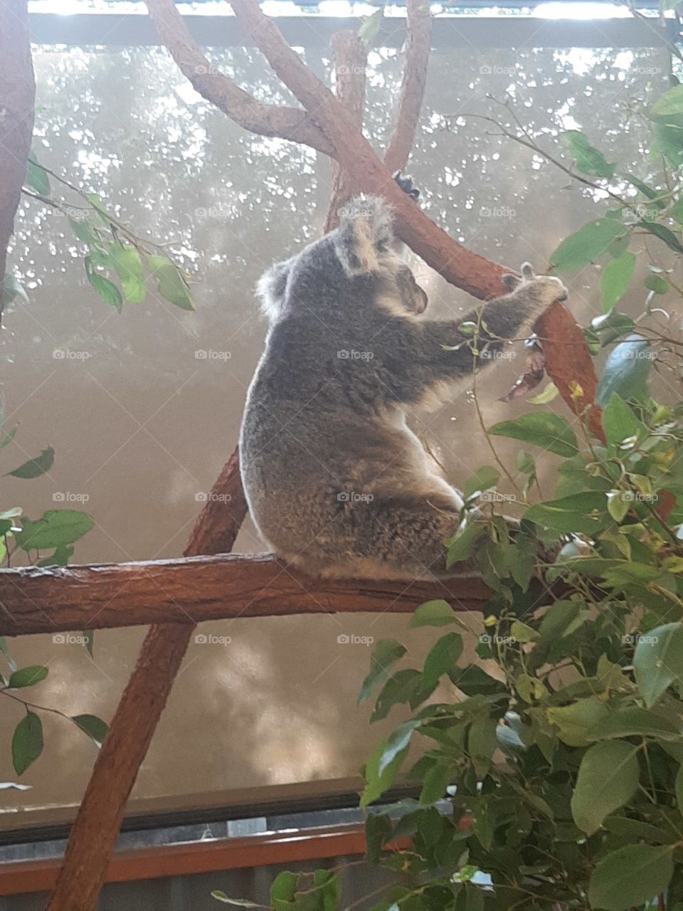 koala