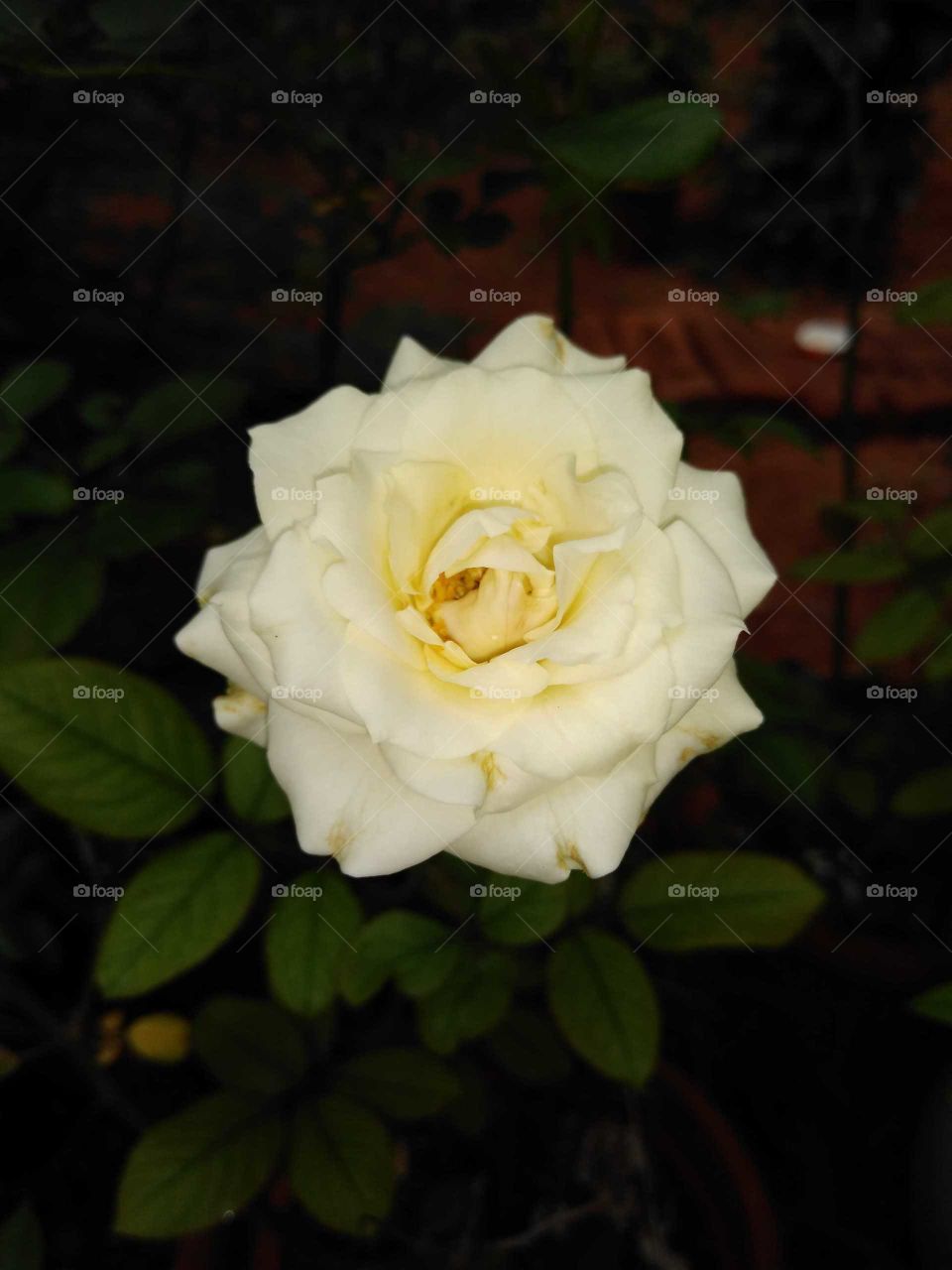 a beautiful white rose in my garden