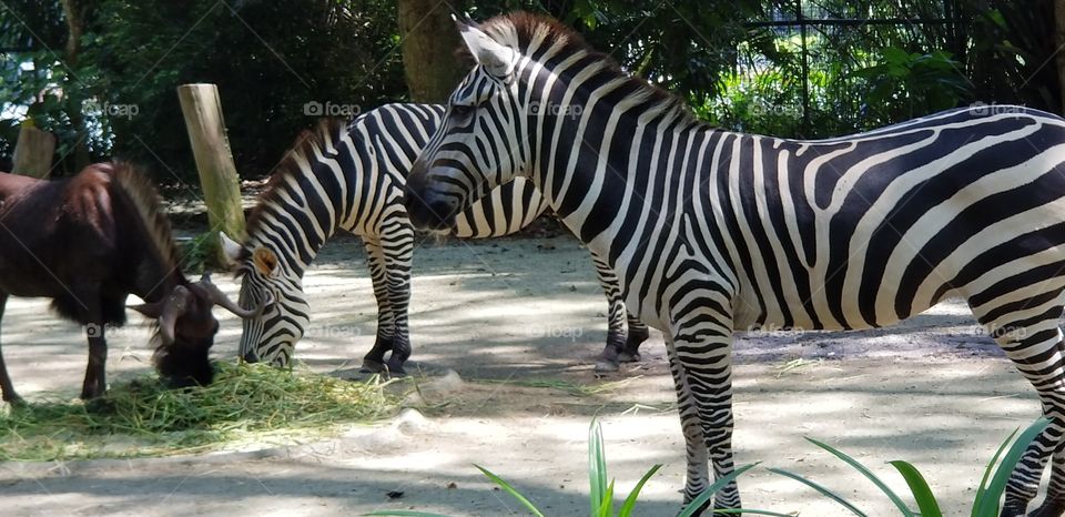 Zebras in Singapore Zoo.