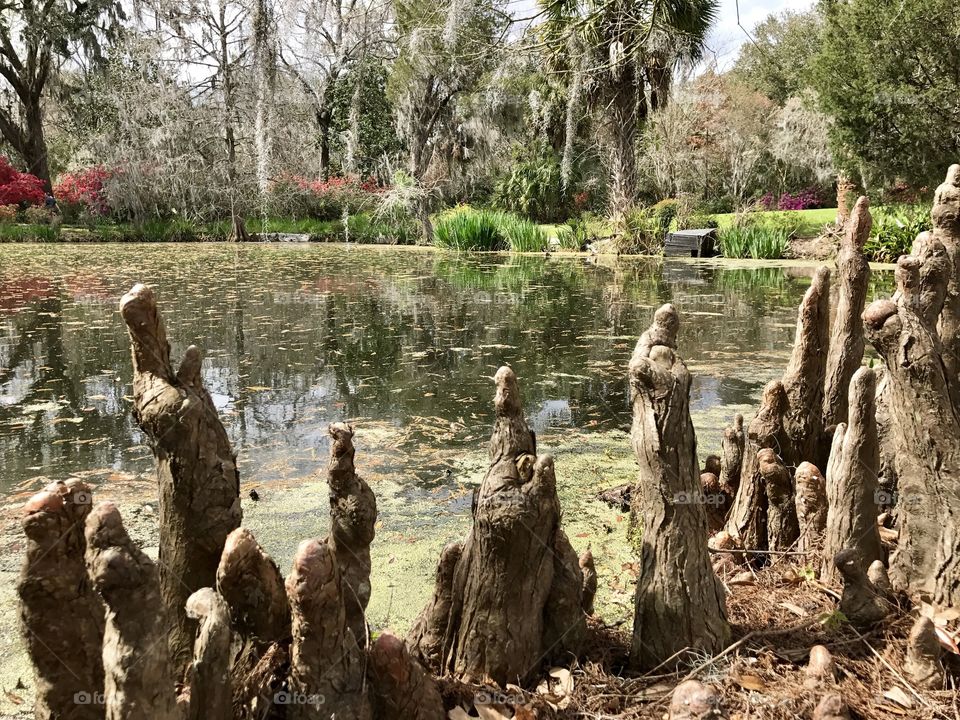 Cypress knees 