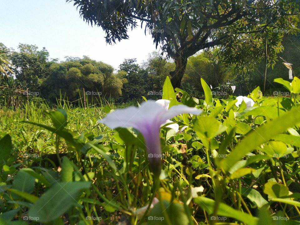 Beautiful natural green scenery