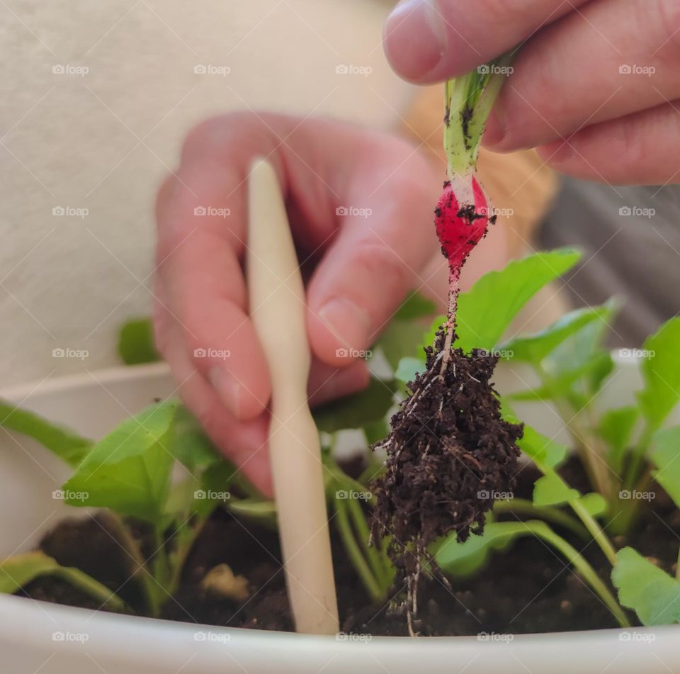 Radish planting at home