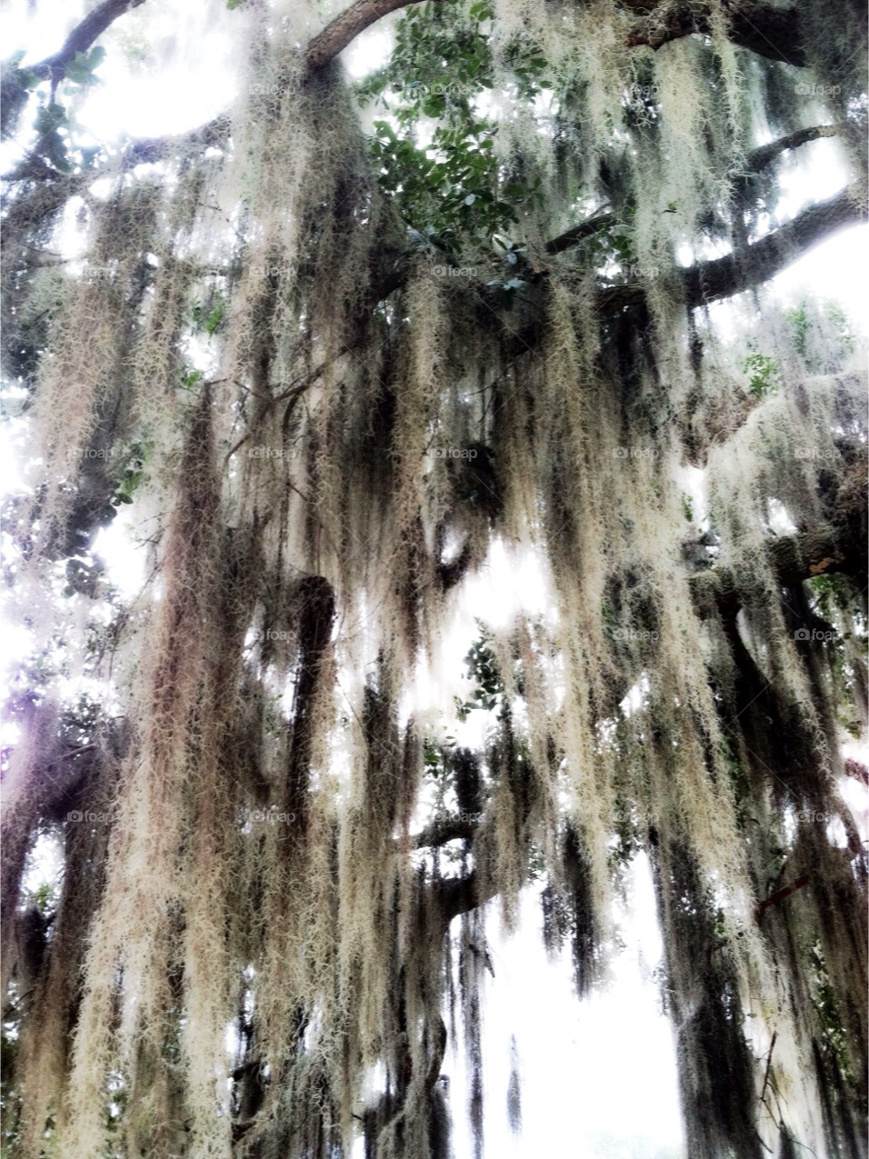 florida pretty white tree by mikeymike