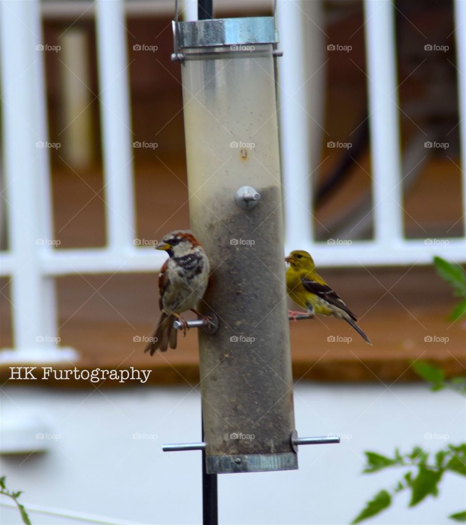 Birds on a feeder 