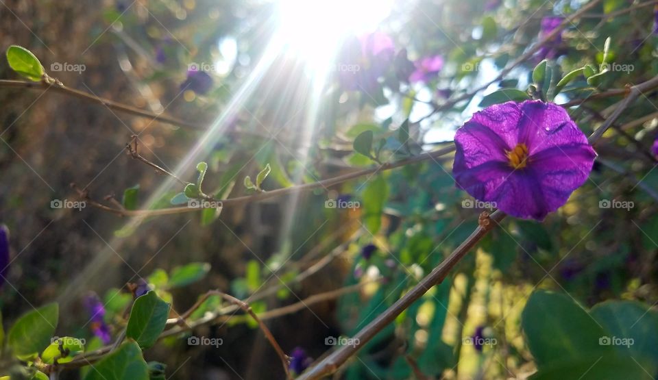 Purple flower tree bush
