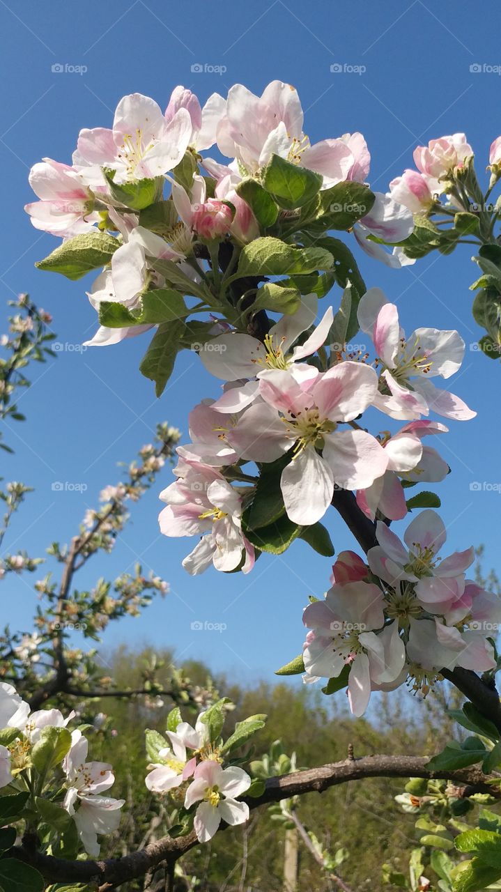 Apple tree flowers