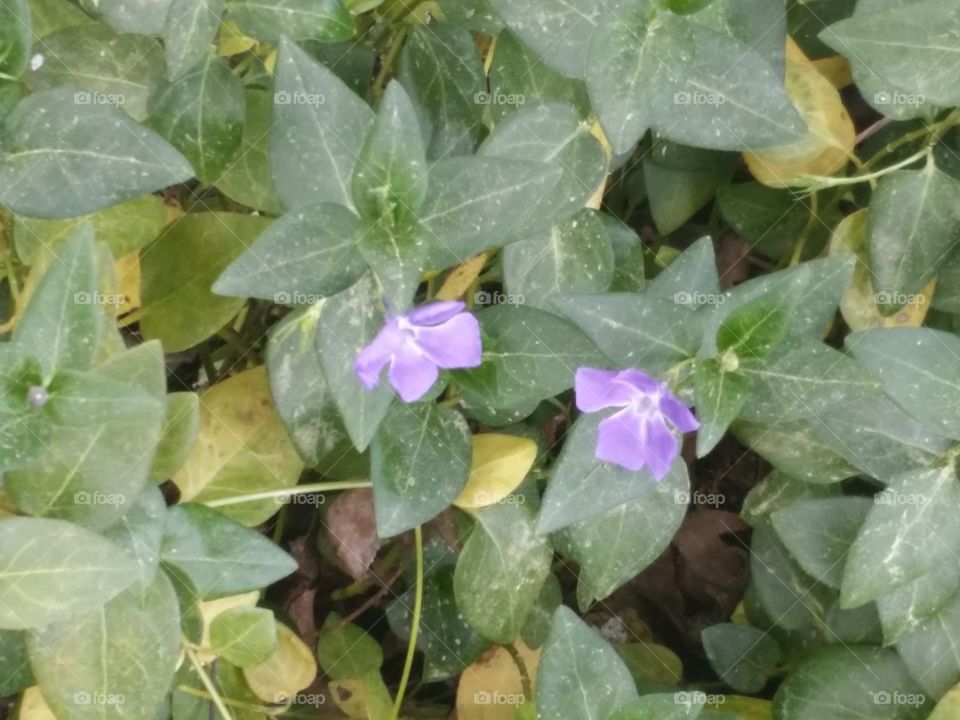 Purple Flower/ Weed