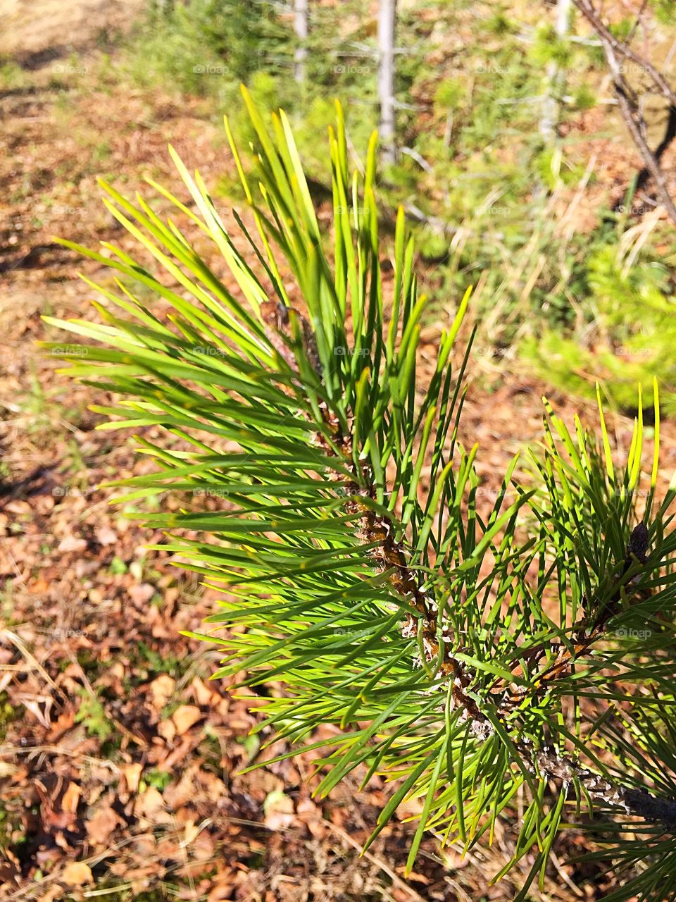 Spruce needle 