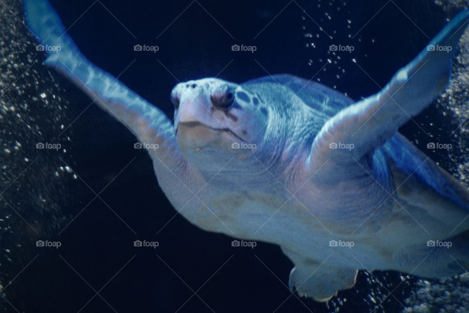 This is a sea turtle at the Newport Aquarium in Kentucky.