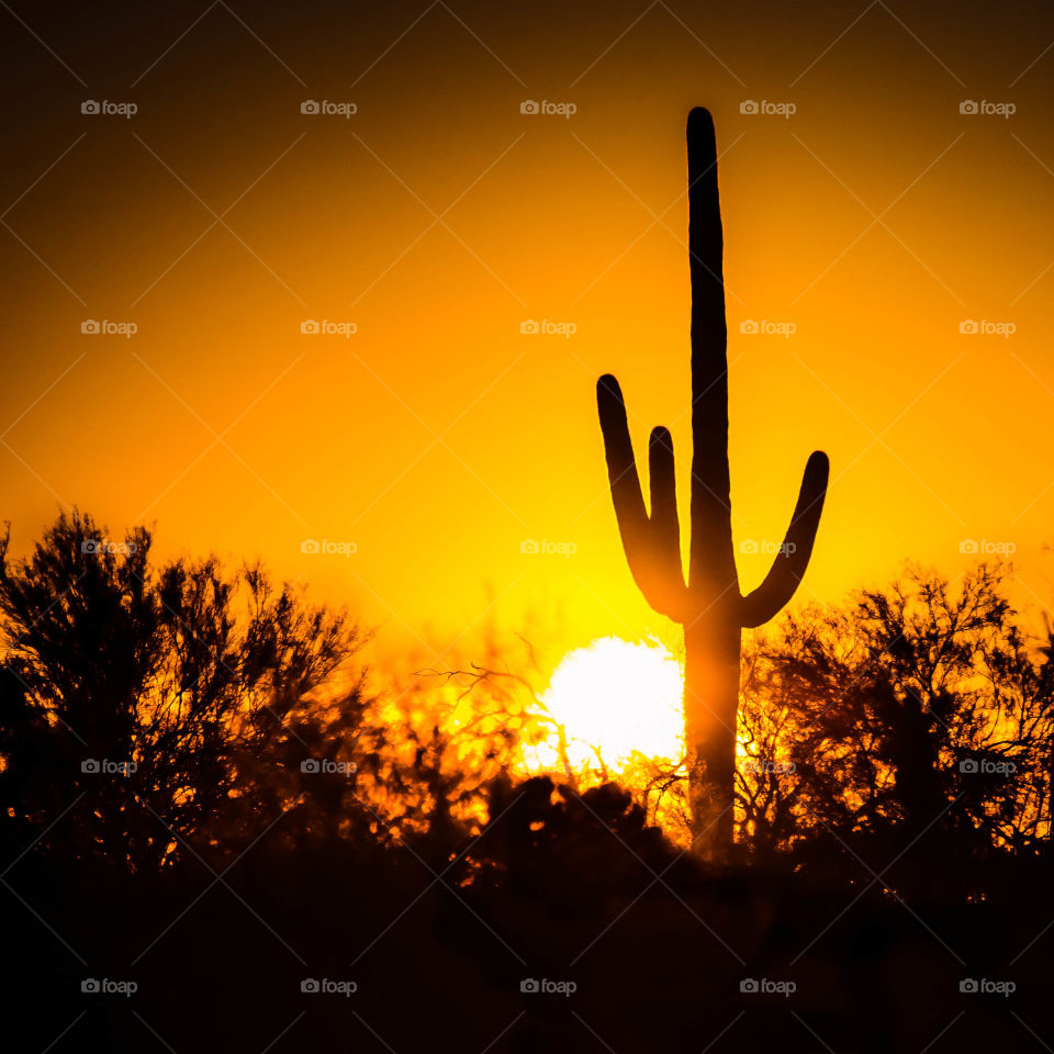 Saguaro sunset in the desert