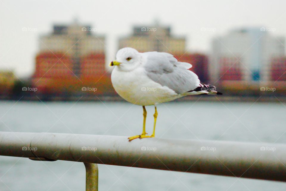 Seagull