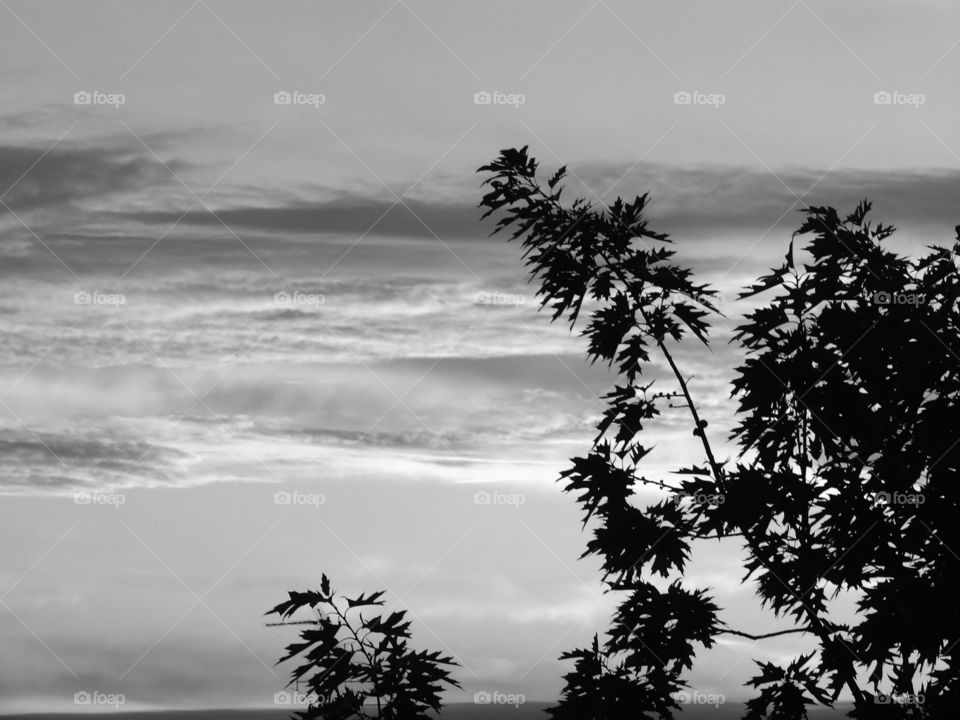 Black and white shot of tree silhouette against sky during sunset in Berlin, Germany.