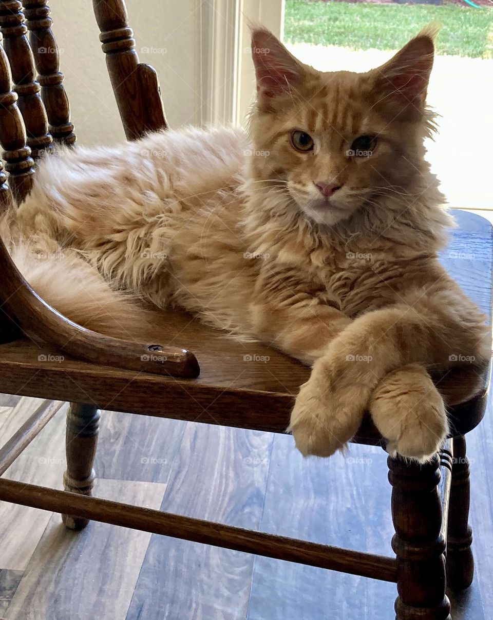 Maine coon red tabby cat lying in dining room chair with front legs crossed