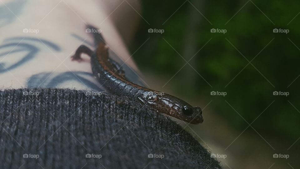 salamander