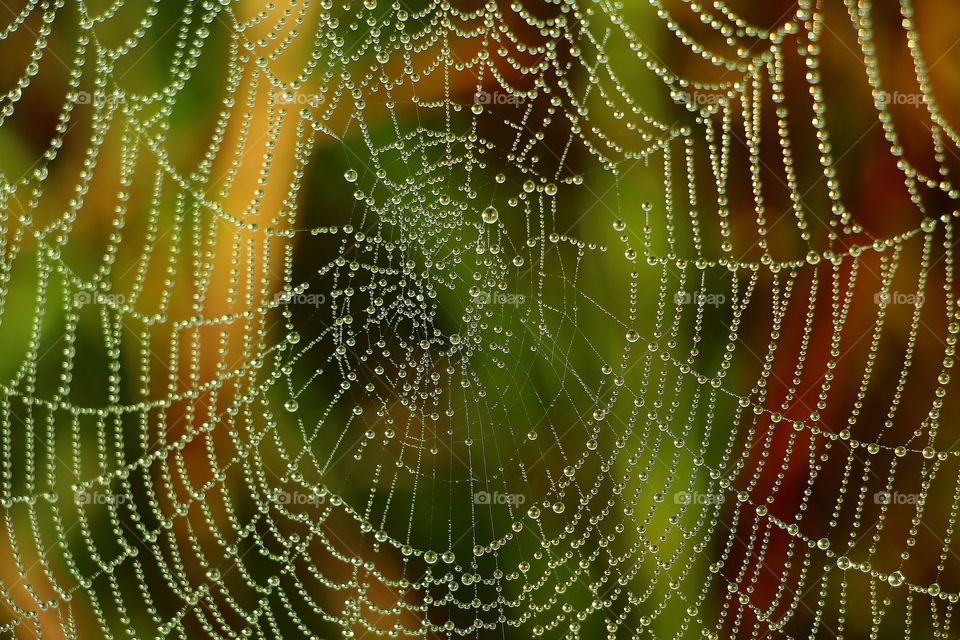 waterdrops on spiderweb