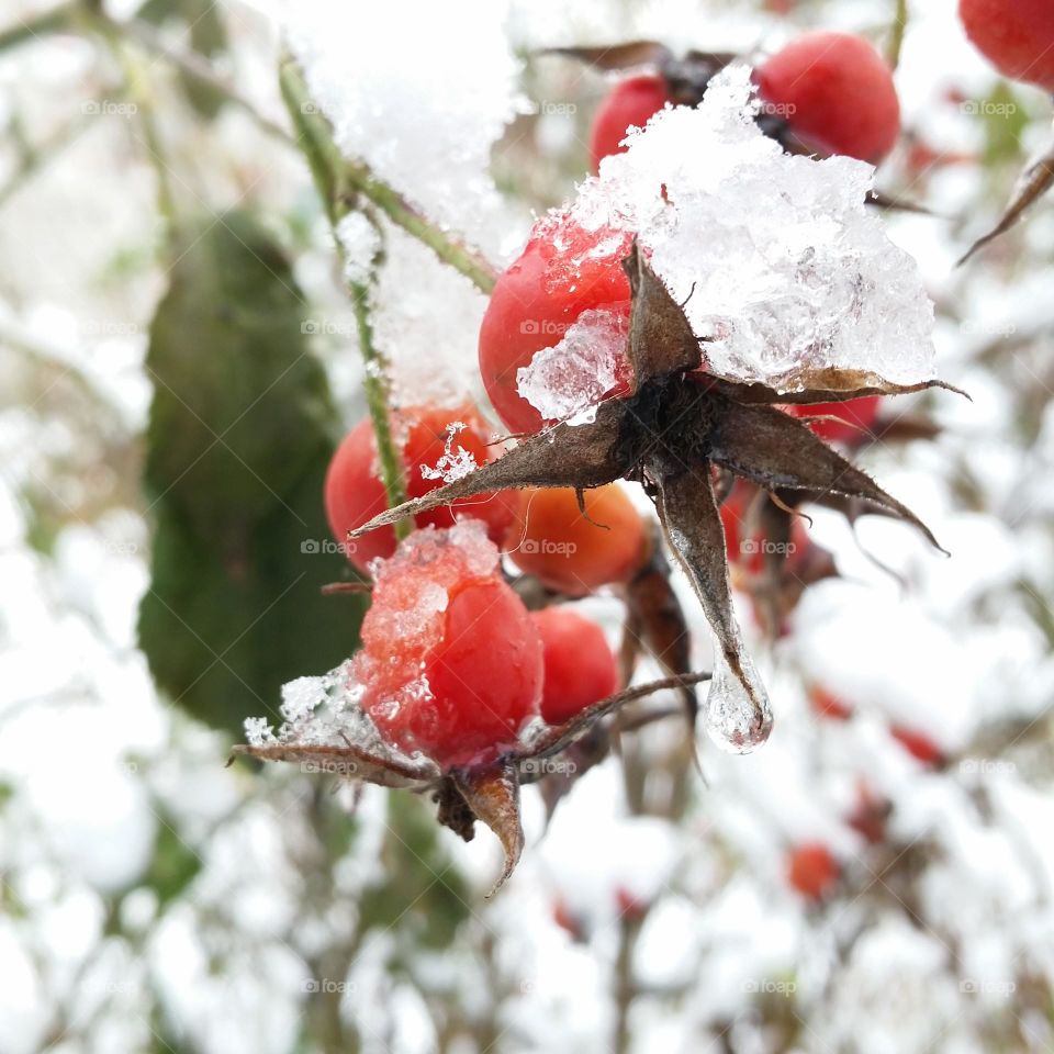 winter frost