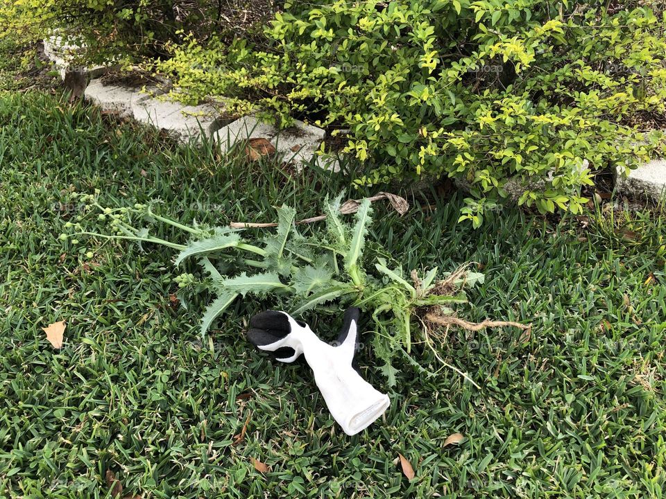 Pulling weeds weeding Garden gardening glove next to weed