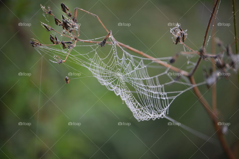Spider weaving web