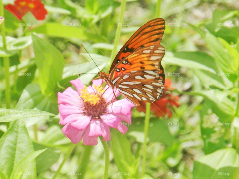 Nature, Butterfly, Summer, Insect, Flower