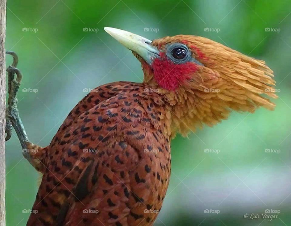 Bird, No Person, Wildlife, Nature, Poultry