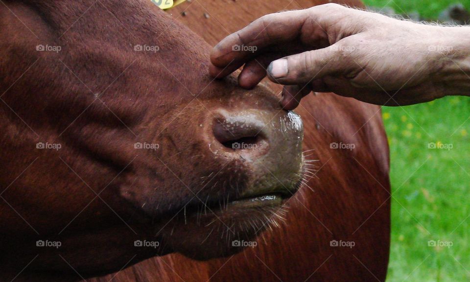 Cow mule. Man pats a cow