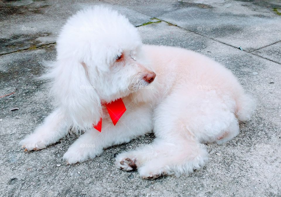 Nossa bolinha de algodão.