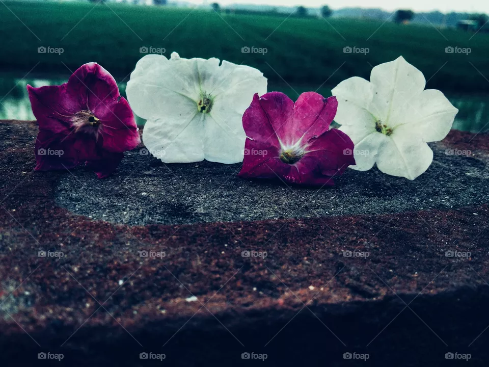 Flower image