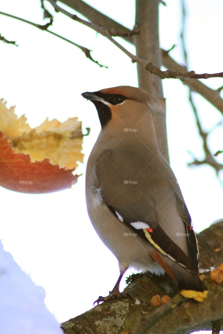 Waxwing and the apple