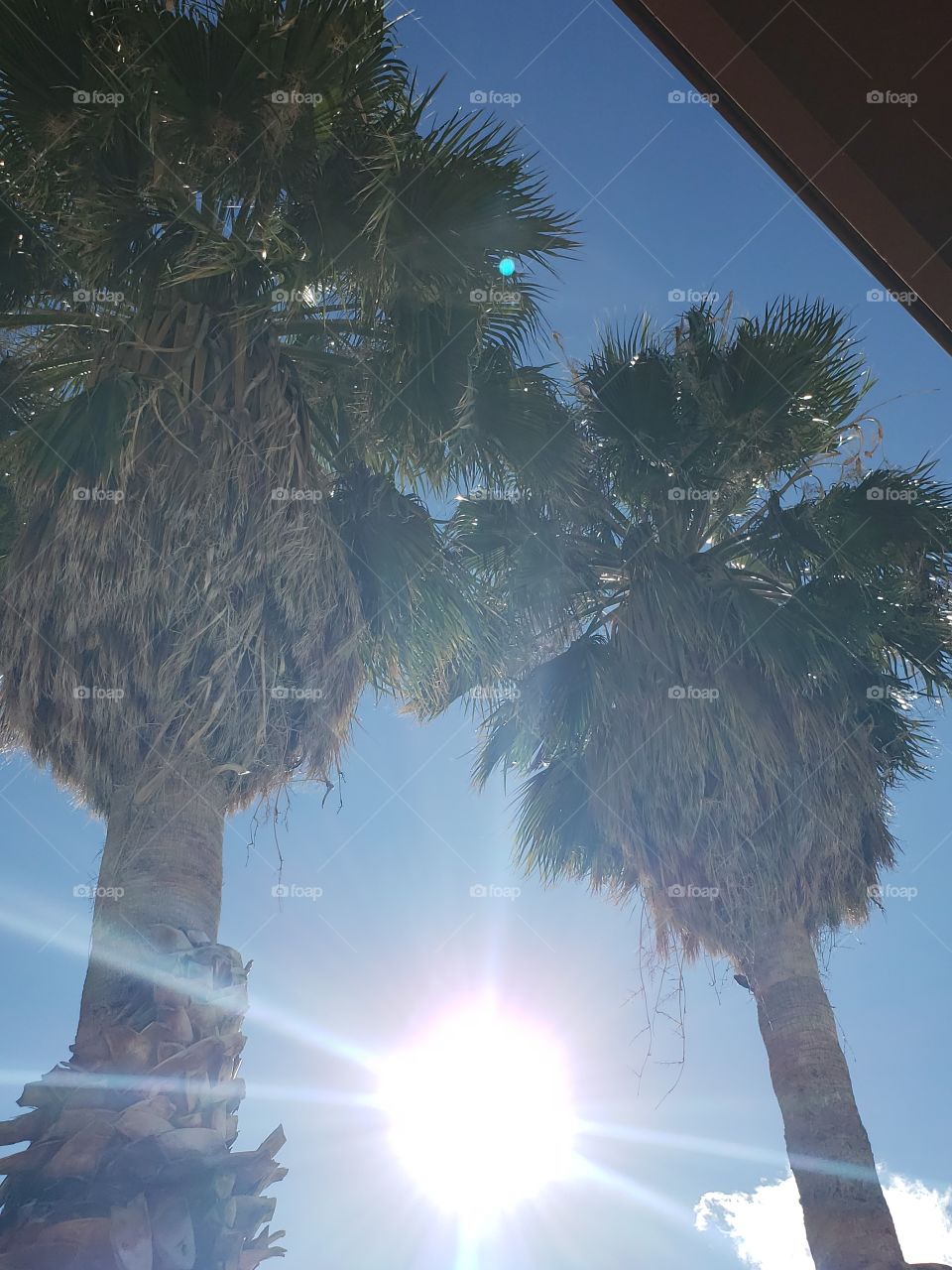 sun between the palms