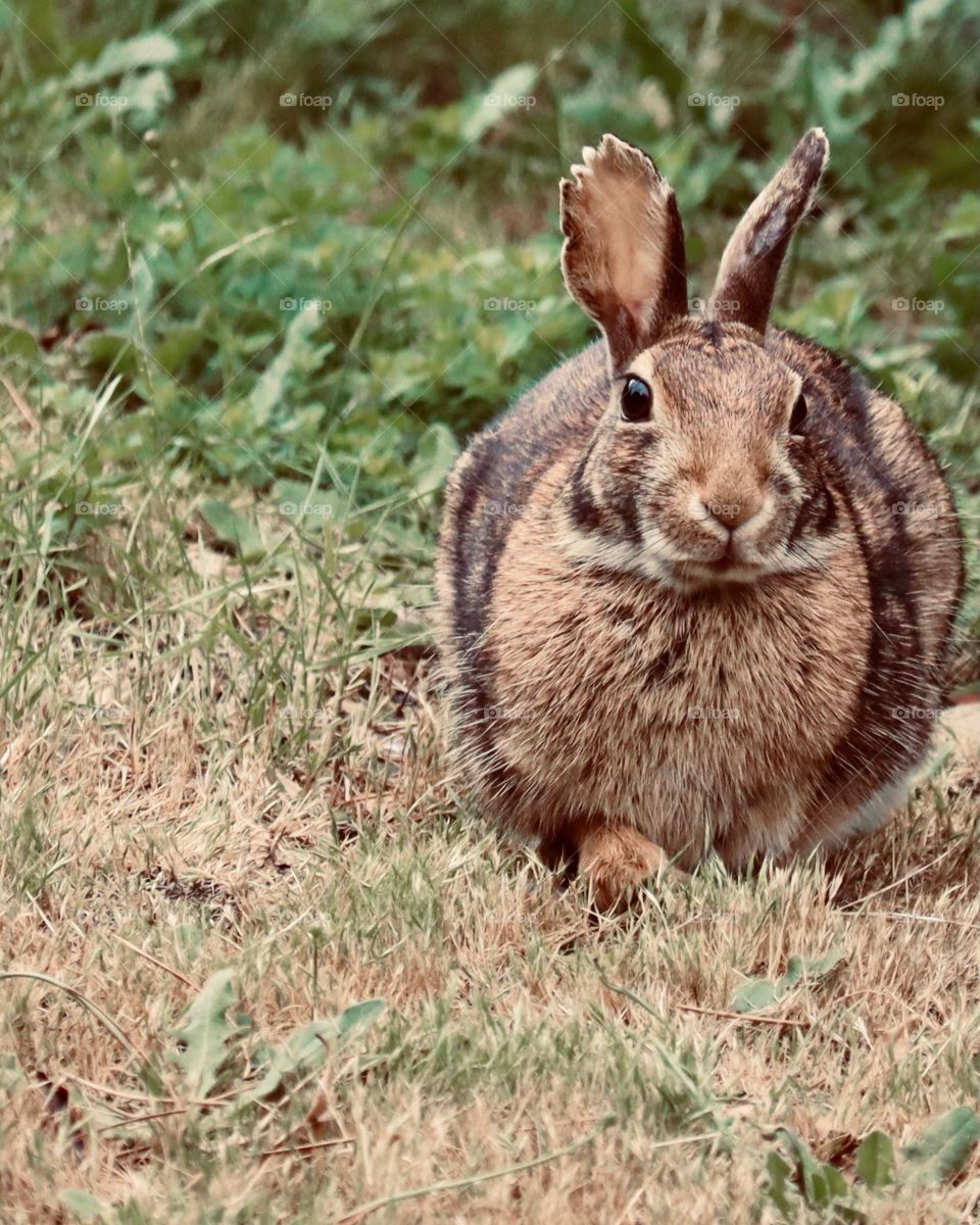 A rabbit munches on green clover in a suburban neighborhood of Tacoma, Washington