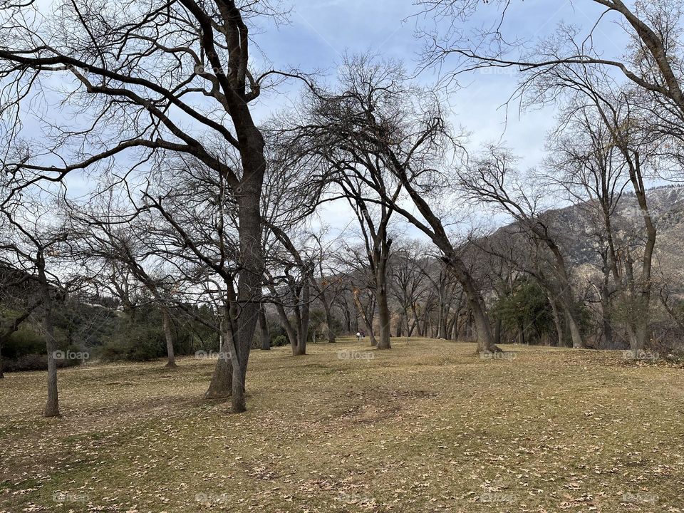 Natural beauty curved trees 