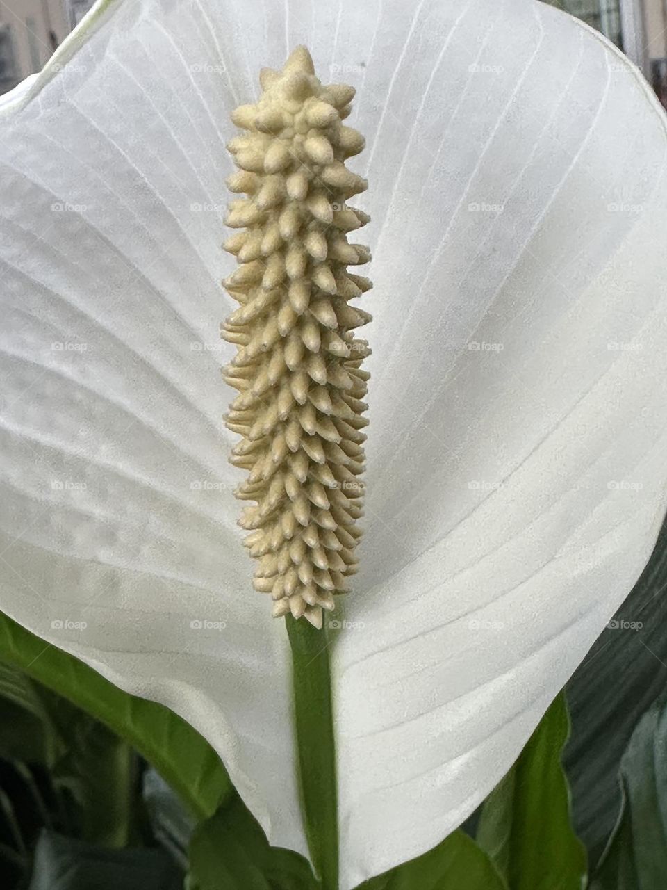 White Peace Lily 