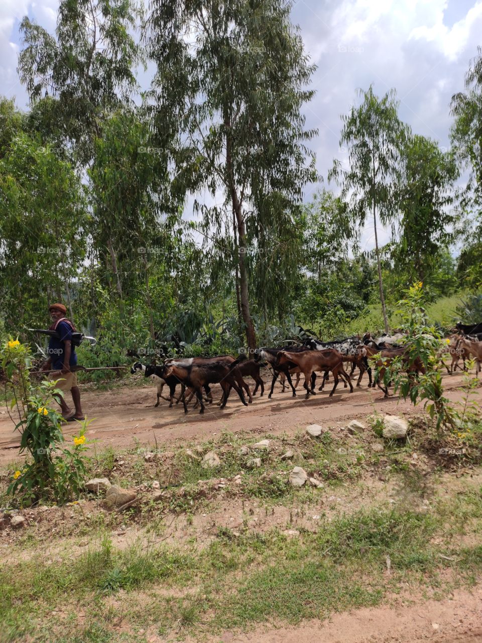 Villager going by walk to feed the goats