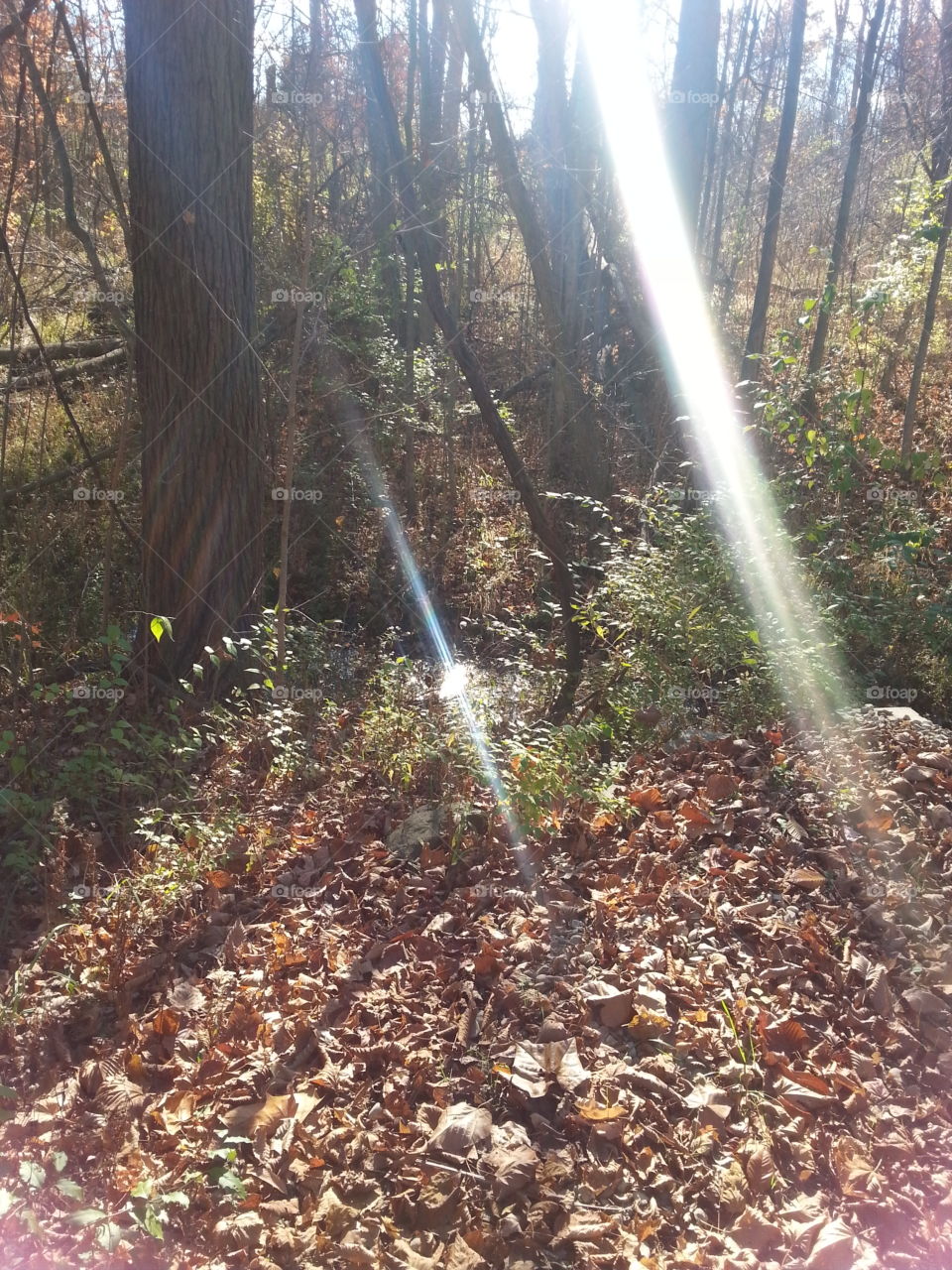 sunlight on the trail