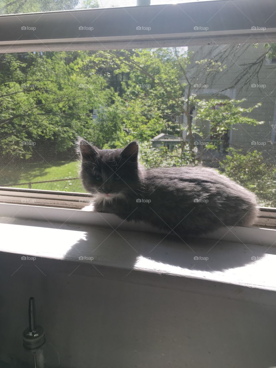 Cat, Window, No Person, Outdoors, Mammal