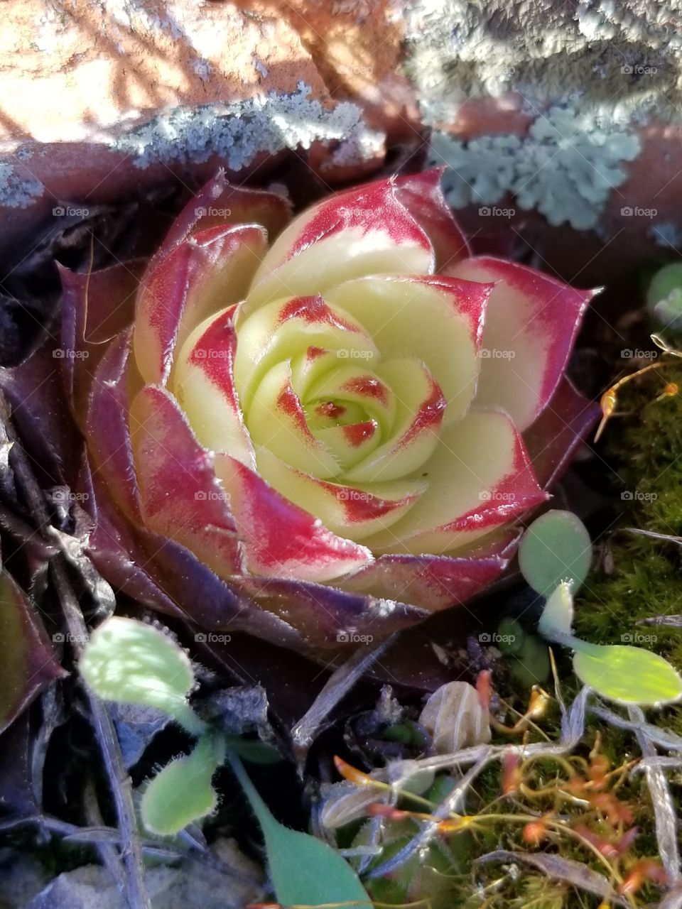 Colorful outdoor succulent coming back to life after a long hibernation