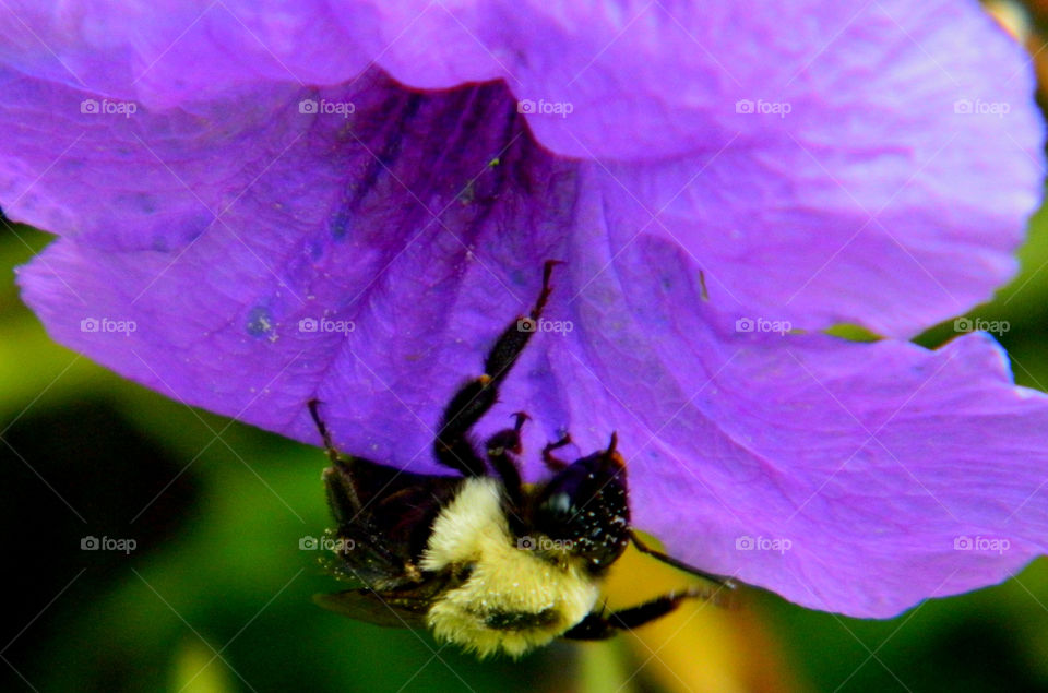 Hanging On. The bee drags himself into the Mexican Petunias to start the day's work. First he will get his nectar treat and pollen!