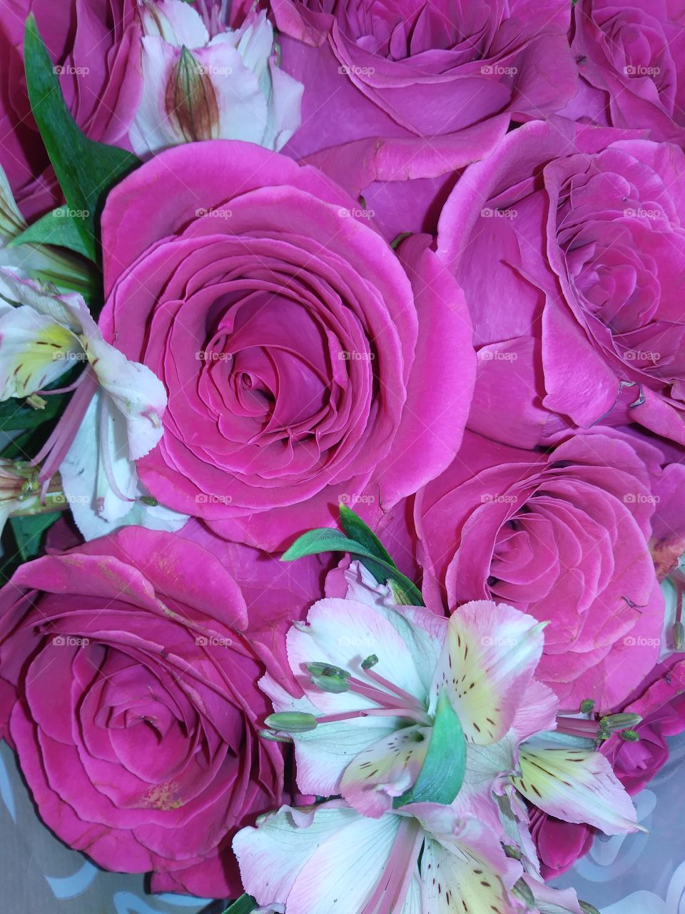 Rainbow in a cloud of petals