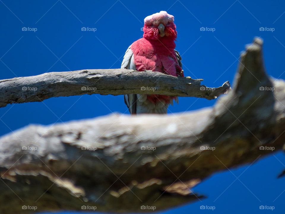 Pink bird contrasting the blue sky 