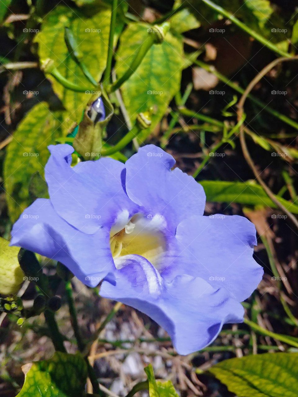 Purple flower with bright yellow center on a vine with bright green and yellow leaves in the background.