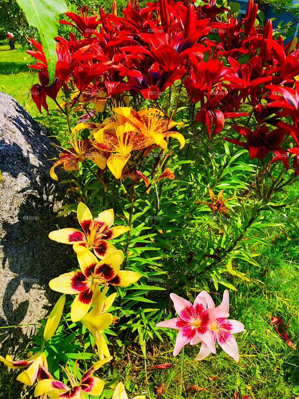 Tiger lilies in mom’s garden
