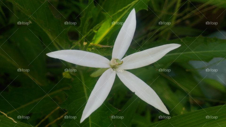 Flower Kitolod