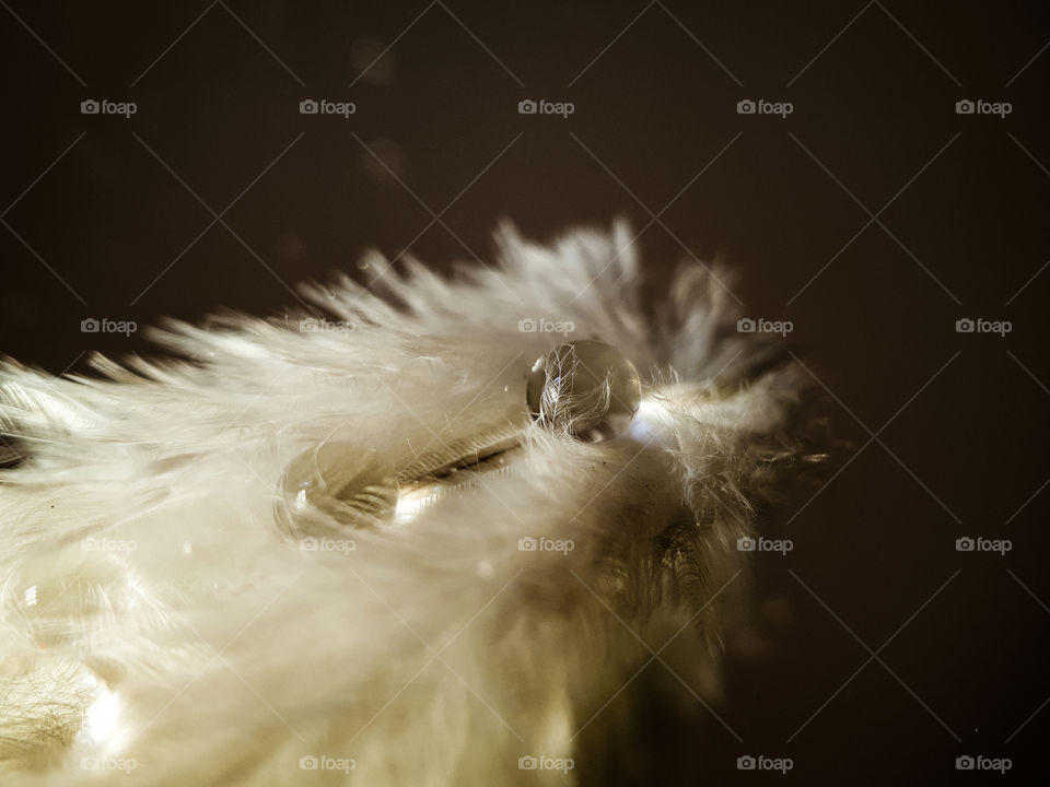 feather with water droplets