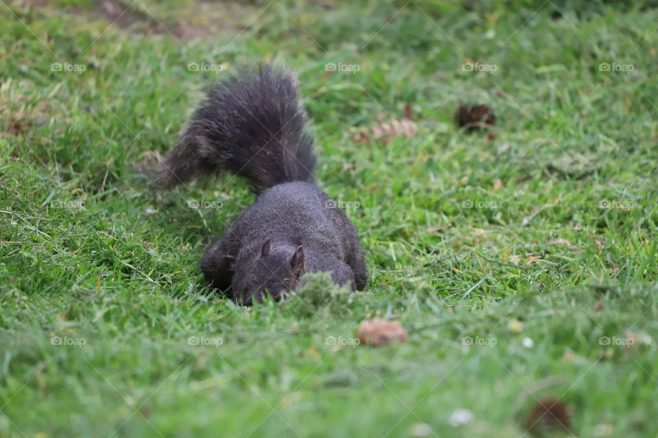 Squirrel on the ground 