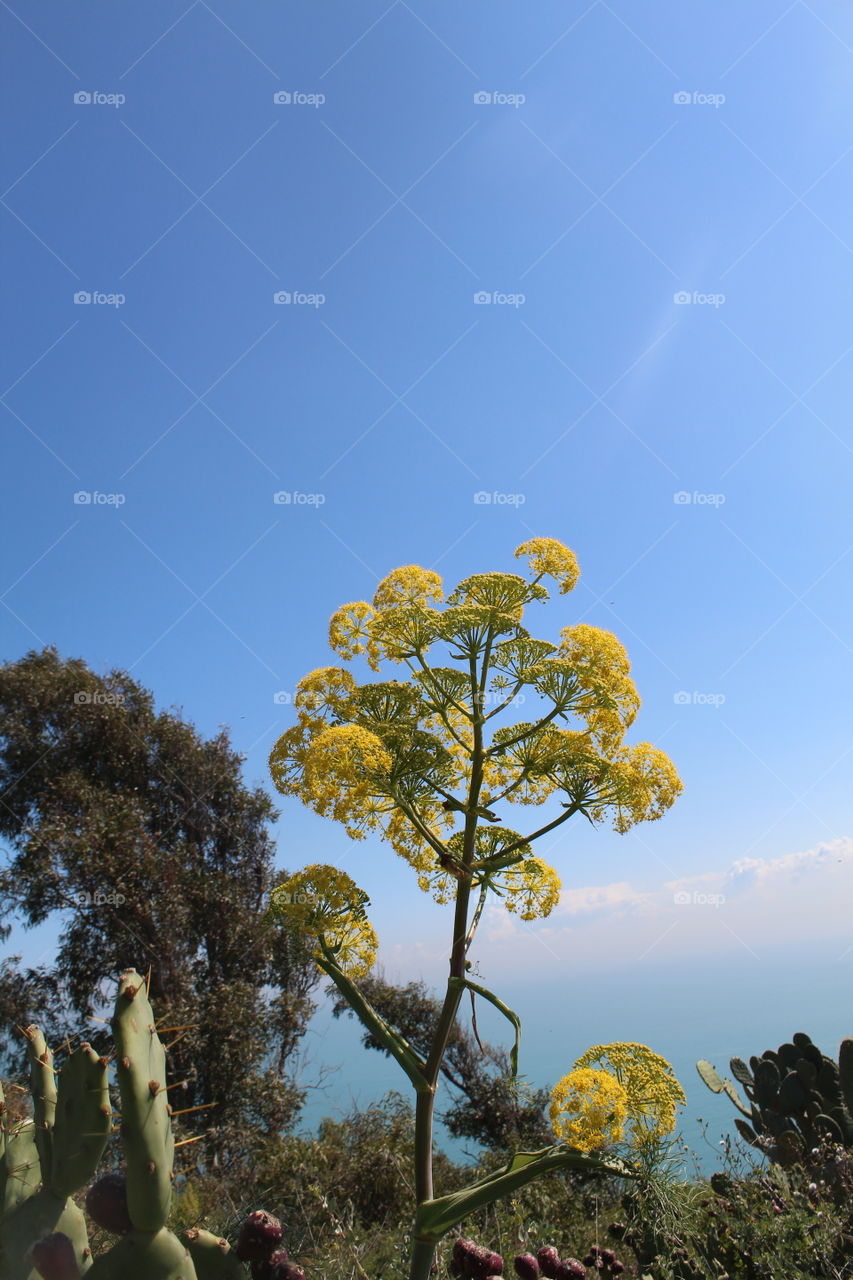 tree flowers throw blue sky